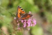 Schmetterling