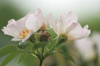 Teerose Teerose